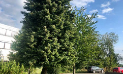 Forstbetrieb Gimbel - Einzelbaum fällen