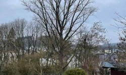 Forstbetrieb Gimbel - Einzelbaum fällen