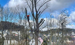 Forstbetrieb Gimbel - Einzelbaum fällen