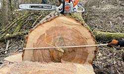 Forstbetrieb Gimbel - Einzelbaum fällen