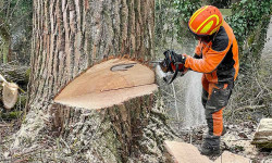 Forstbetrieb Gimbel - Einzelbaum fällen