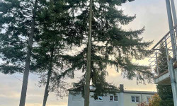 Forstbetrieb Gimbel - Einzelbaum fällen