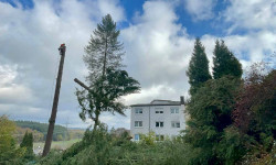 Forstbetrieb Gimbel - Einzelbaum fällen