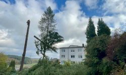 Forstbetrieb Gimbel - Einzelbaum fällen