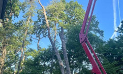 Forstbetrieb Gimbel - Einzelbaum fällen