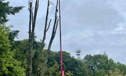 Forstbetrieb Gimbel - Einzelbaum fällen