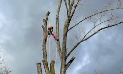 Forstbetrieb Gimbel - Einzelbaum fällen