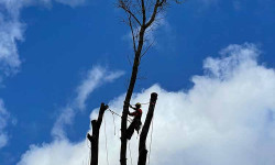 Forstbetrieb Gimbel - Einzelbaum fällen