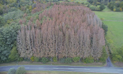 Forstbetrieb Gimbel - vor der Durchführung der Verkehrssicherungsmaßnahme